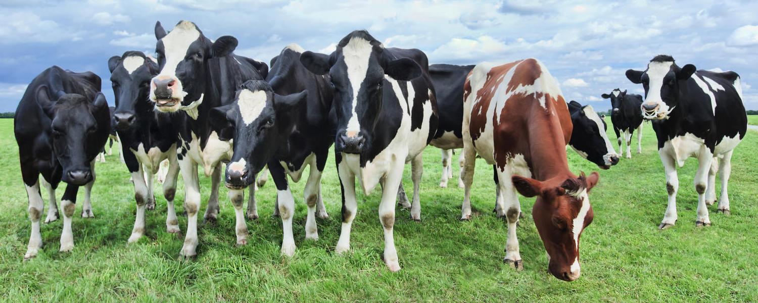 Veterinary drug manufacturer tips for safe oxytetracycline injections