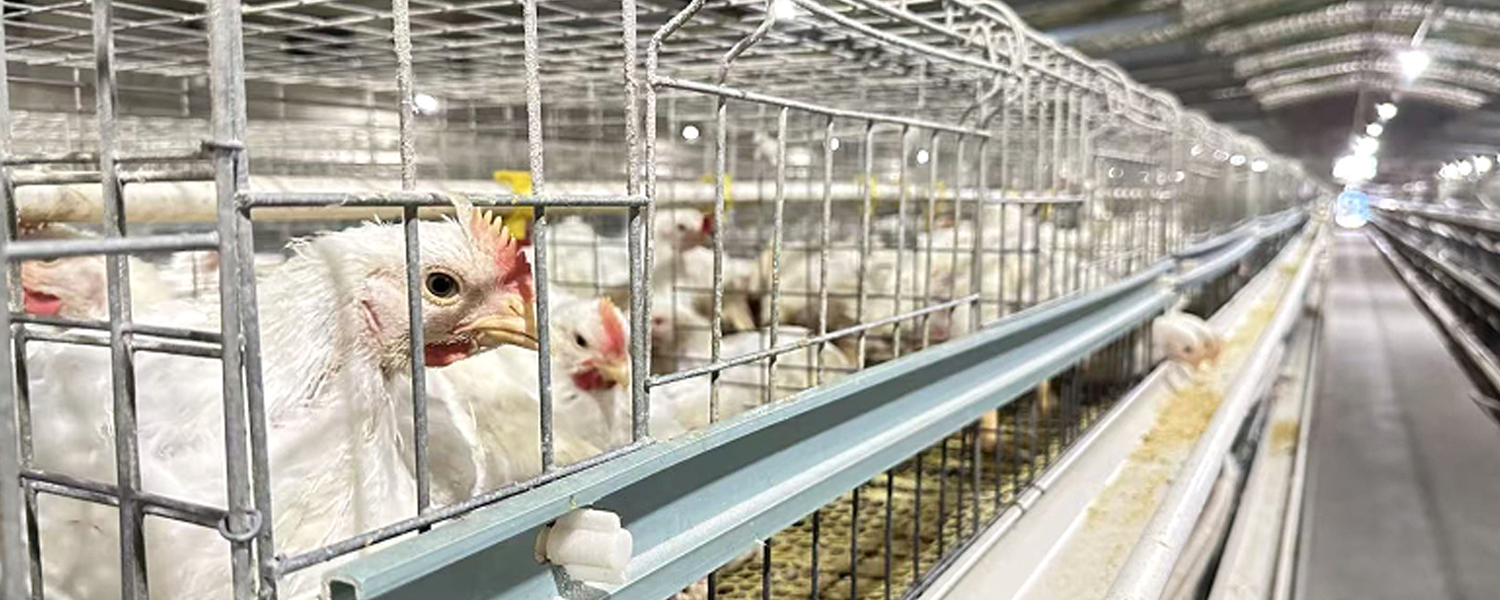État épidémiologique de l'infection à Riemerella anatipestifer chez les poulets de chair