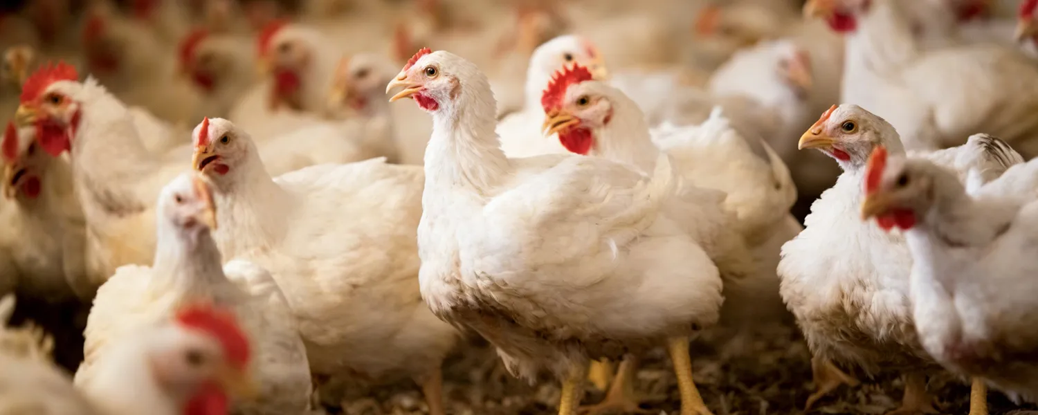 Battle Report: Treatment of Atypical Newcastle Disease